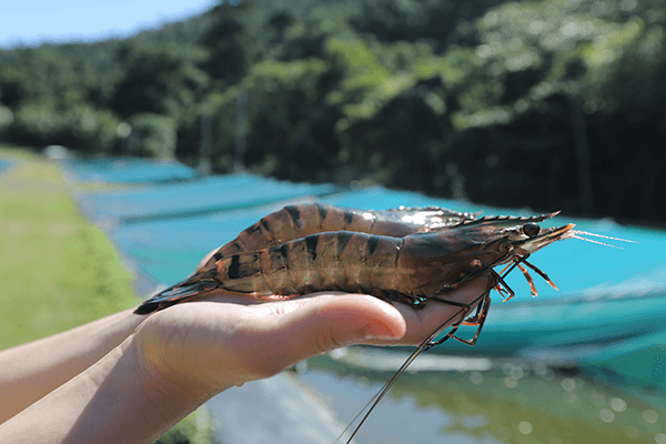 Can You Be Sure Your Shrimp is Antibiotic-Free? - Prime Shrimp